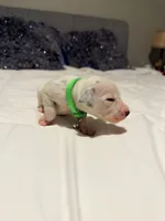 Aladdin(Green Collar), a male Dalmatian for sale in Queen Creek, AZ – Photo 2 of 7