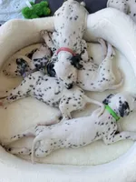 Aurora(Pink Collar), a female Dalmatian for sale in Queen Creek, AZ – Photo 8 of 8