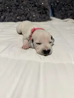 Aurora(Pink Collar), a female Dalmatian for sale in Queen Creek, AZ – Photo 3 of 8