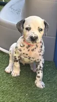 Aurora(Pink Collar), a female Dalmatian for sale in Queen Creek, AZ – Photo 2 of 8