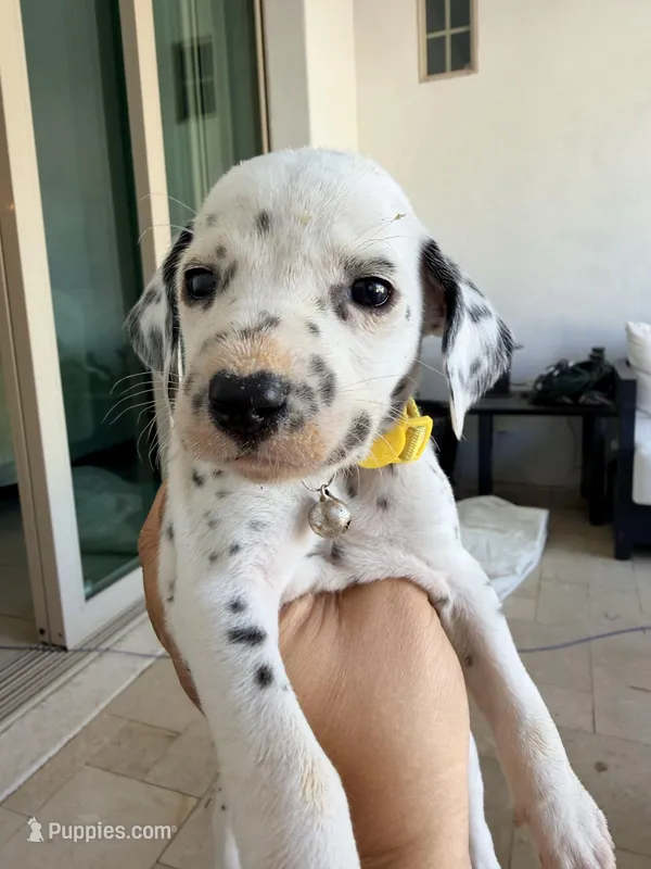 Belle(yellow collar) – Dalmatian puppy for sale in Queen Creek, AZ