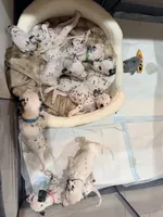 Belle(yellow collar), a female Dalmatian for sale in Queen Creek, AZ – Photo 5 of 5