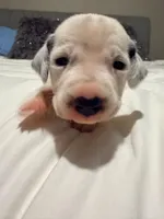 Belle(yellow collar), a female Dalmatian for sale in Queen Creek, AZ – Photo 3 of 5