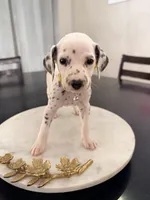 Belle(yellow collar), a female Dalmatian for sale in Queen Creek, AZ – Photo 2 of 5