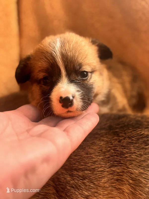 Bonnie – Pembroke Welsh Corgi puppy for sale in Emmett, ID