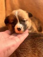 Bonnie, a female Pembroke Welsh Corgi for sale in Emmett, ID – Photo 1 of 3