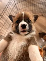 Bonnie, a female Pembroke Welsh Corgi for sale in Emmett, ID – Photo 3 of 3