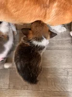 Bonnie, a female Pembroke Welsh Corgi for sale in Emmett, ID – Photo 2 of 3