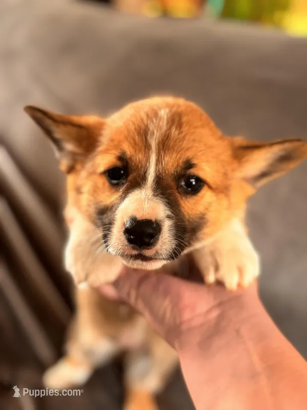 Bonnie – Pembroke Welsh Corgi puppy for sale in Emmett, ID