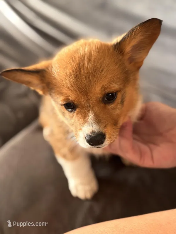 Debra  – Pembroke Welsh Corgi puppy for sale in Emmett, ID