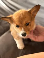 AKC Registered Debra , a female Pembroke Welsh Corgi for sale in Emmett, ID – 1 of 2