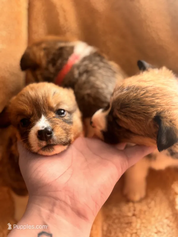 Debra  – Pembroke Welsh Corgi puppy for sale in Emmett, ID