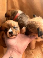 Debra , a female Pembroke Welsh Corgi for sale in Emmett, ID – Photo 1 of 4