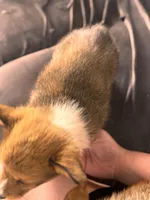 AKC Registered Debra , a female Pembroke Welsh Corgi for sale in Emmett, ID – 2 of 2