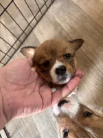 Debra , a female Pembroke Welsh Corgi for sale in Emmett, ID – Photo 3 of 4