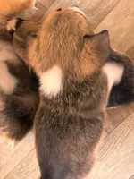 Debra , a female Pembroke Welsh Corgi for sale in Emmett, ID – Photo 2 of 4