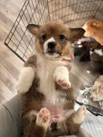 Debra , a female Pembroke Welsh Corgi for sale in Emmett, ID – Photo 4 of 4