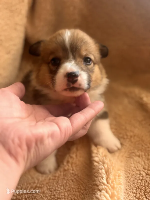 Benny – Pembroke Welsh Corgi puppy for sale in Emmett, ID