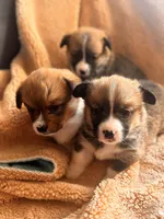 Benny, a male Pembroke Welsh Corgi for sale in Emmett, ID – Photo 2 of 2