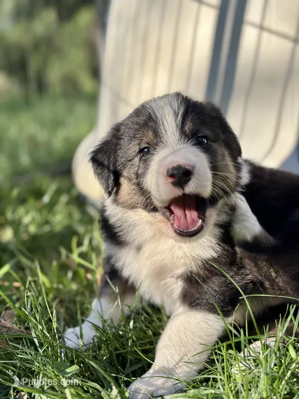Boone  – Australian Shepherd puppy for sale in Arlington, WA