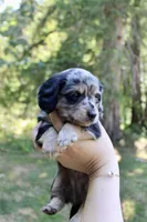 River, a male Miniature Dachshund for sale in Arlington, WA – 2 of 7