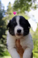 Daisy, a female Australian Shepherd for sale in Arlington, WA – 1 of 2
