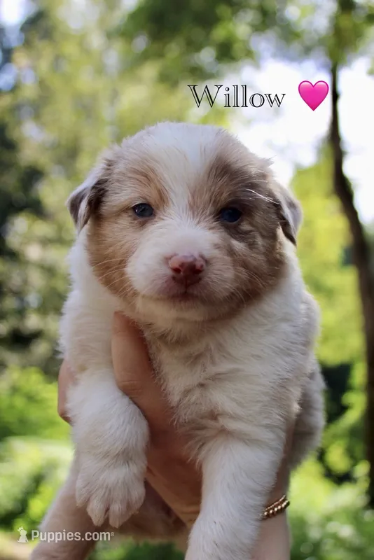 Willow – Australian Shepherd puppy for sale in Arlington, WA