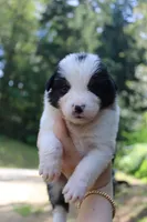 Poppy, a female Australian Shepherd for sale in Arlington, WA – 2 of 2
