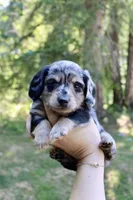 River, a male Miniature Dachshund for sale in Arlington, WA – 7 of 7