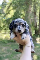 River, a male Miniature Dachshund for sale in Arlington, WA – 6 of 7