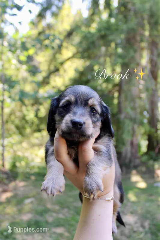 Brook – Miniature Dachshund puppy for sale in Arlington, WA