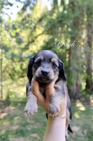 Brook, a female Miniature Dachshund for sale in Arlington, WA – 1 of 6