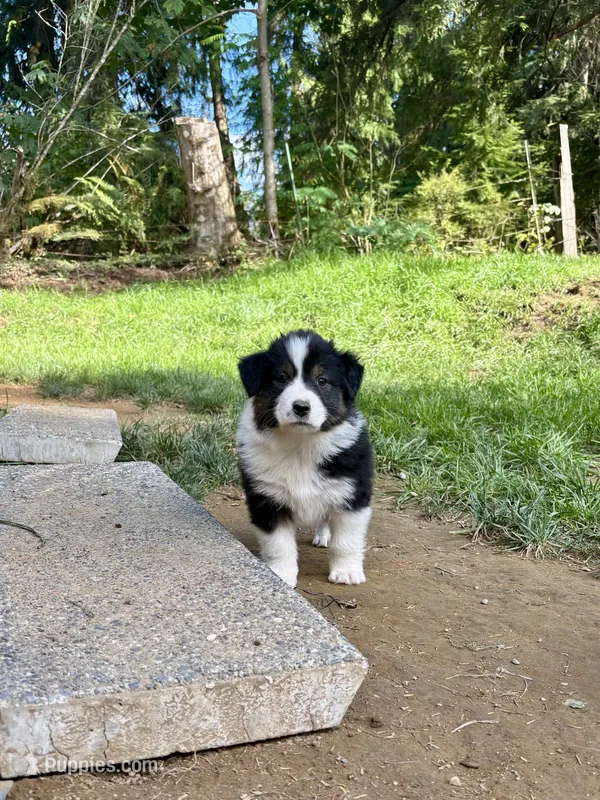 Sage – Australian Shepherd puppy for sale in Arlington, WA