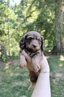 Misty, a female Miniature Dachshund for sale in Arlington, WA – 3 of 7