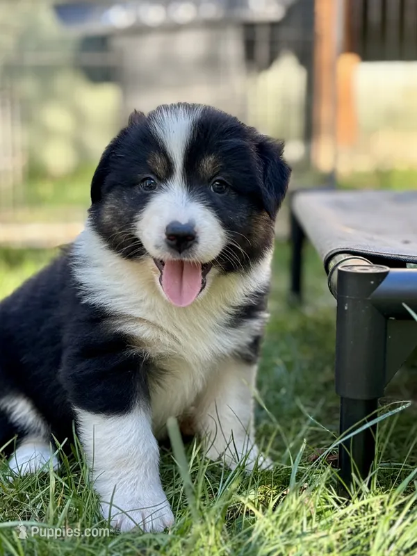 Sage – Australian Shepherd puppy for sale in Arlington, WA