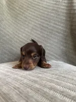 Rain , a female Miniature Dachshund for sale in Arlington, WA – 8 of 8
