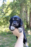 Creek, a male Miniature Dachshund for sale in Arlington, WA – 4 of 8