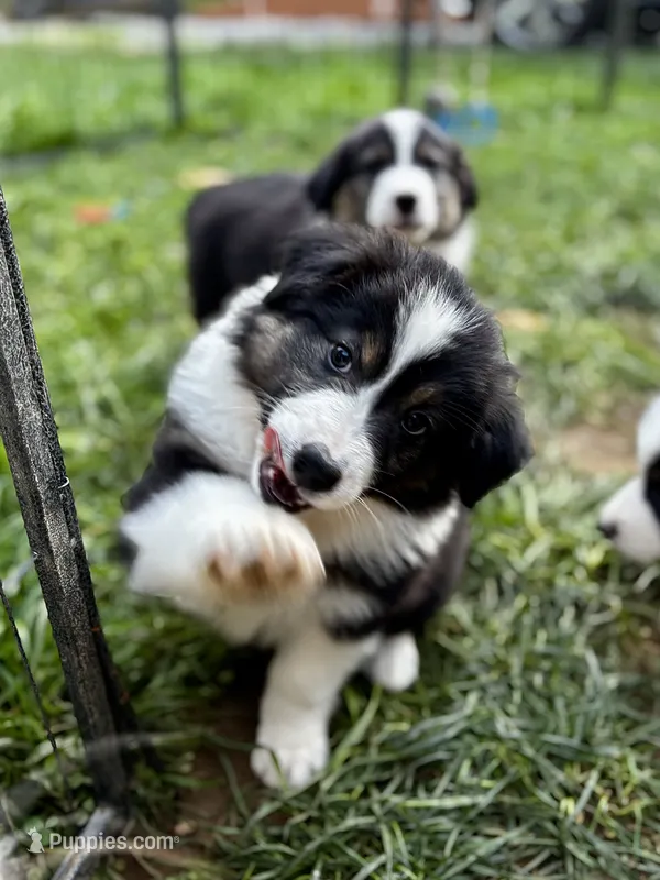 Sage – Australian Shepherd puppy for sale in Arlington, WA