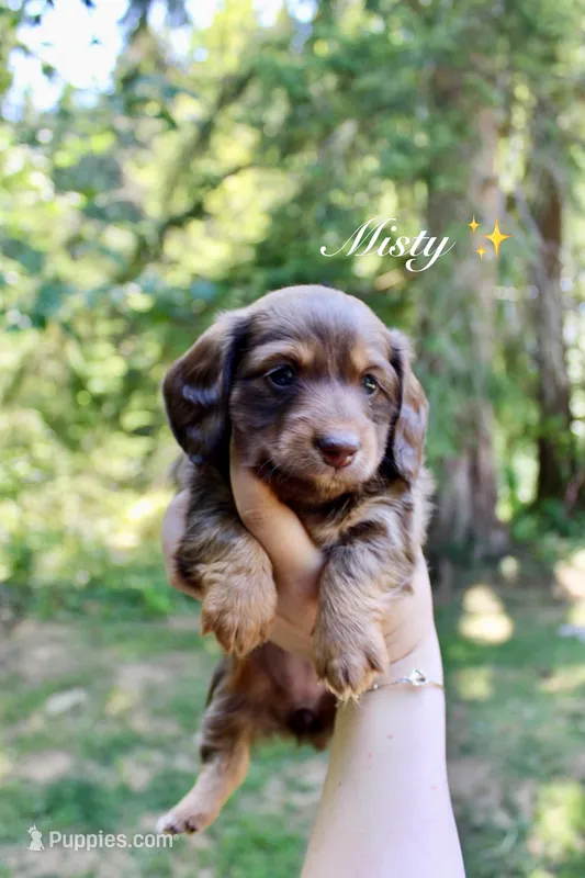 Misty – Miniature Dachshund puppy on hold in Arlington, WA