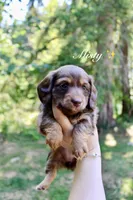Misty, a female Miniature Dachshund for sale in Arlington, WA – 1 of 7