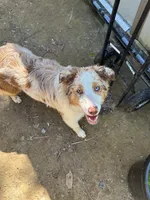 Nova, a female Australian Shepherd and Miniature American Shepherd for sale in Arlington, WA – 4 of 5