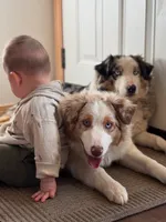 Nova, a female Australian Shepherd and Miniature American Shepherd for sale in Arlington, WA – 2 of 5