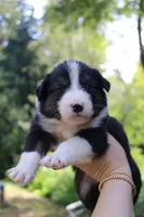 Boone , a male Australian Shepherd for sale in Arlington, WA – 2 of 2