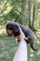 Rain , a female Miniature Dachshund for sale in Arlington, WA – 3 of 8