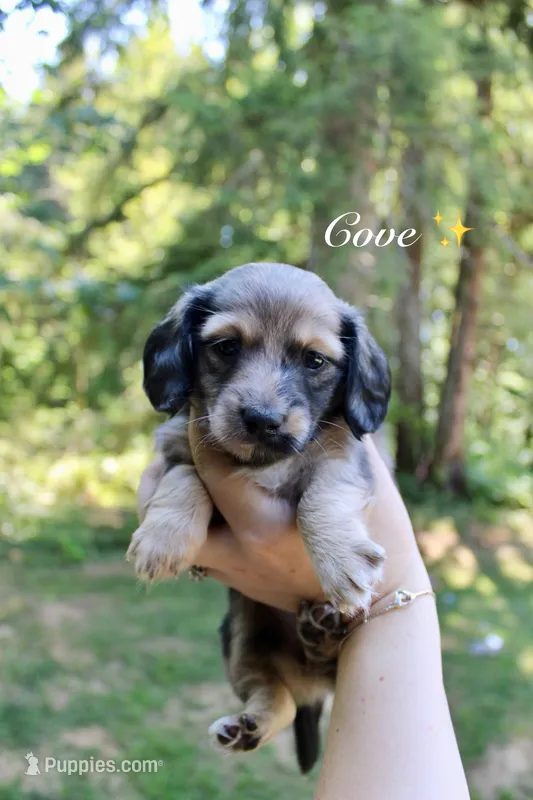 Cove – Miniature Dachshund puppy on hold in Arlington, WA