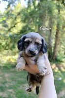 Cove, a female Miniature Dachshund for sale in Arlington, WA – 1 of 5