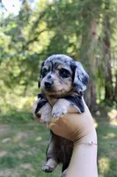 River, a male Miniature Dachshund for sale in Arlington, WA – 4 of 7