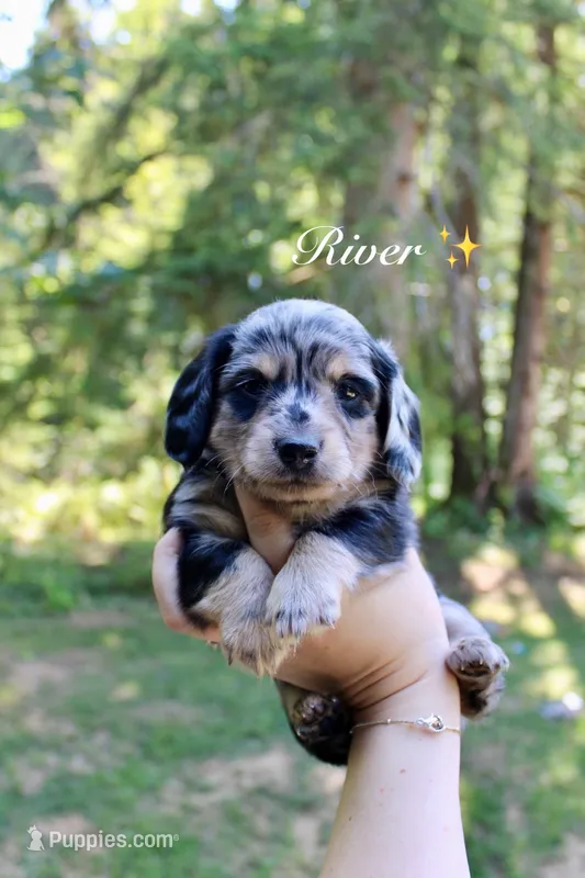 River – Miniature Dachshund puppy on hold in Arlington, WA