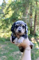 River, a male Miniature Dachshund for sale in Arlington, WA – 1 of 7