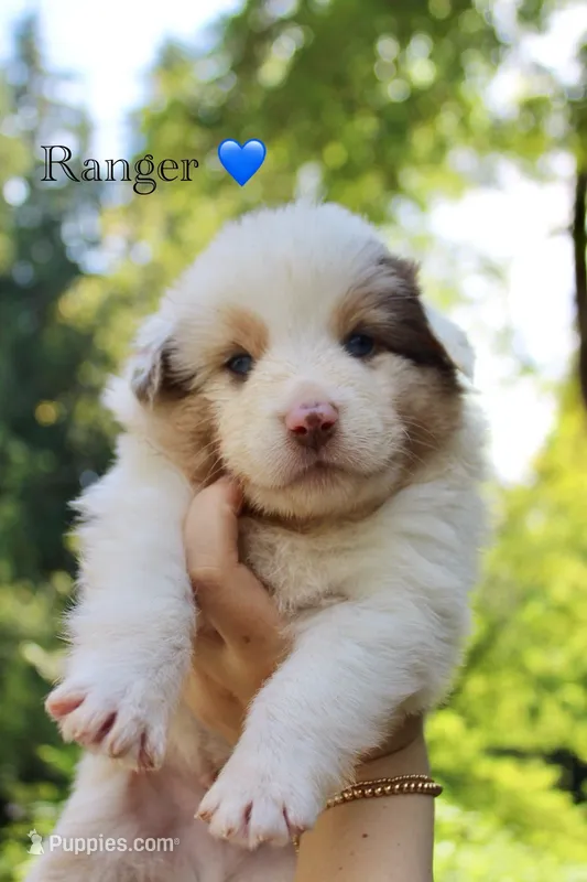 Ranger  – Australian Shepherd puppy for sale in Arlington, WA